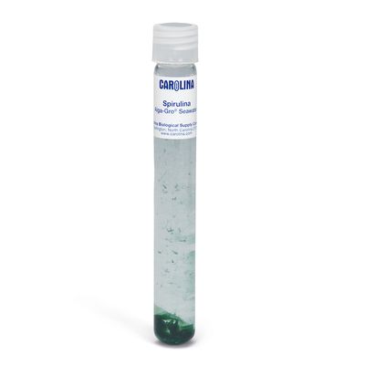 Spirulina major, Living