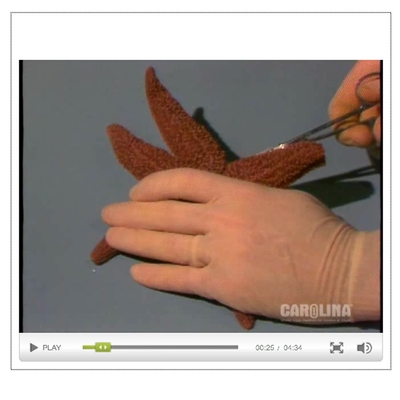 Starfish Anatomy: Internal Anatomy Video