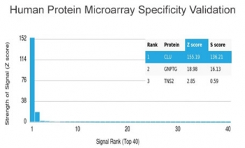 Analysis of HuProt(TM) microarray containing more than 19,000 full-length human proteins using Apolipoprotein J antibody (clone CLU/4731). These results demonstrate the foremost specificity of the CLU/4731 mAb. Z- and S- score: The Z-score represents the strength of a signal that an antibody (in combination with a fluorescently-tagged anti-IgG secondary Ab) produces when binding to a particular protein on the HuProt(TM) array. Z-scores are described in units of standard deviations (SD's) above the mean value of all signals generated on that array. If the targets on the HuProt(TM) are arranged in descending order of the Z-score, the S-score is the difference (also in units of SD's) between the Z-scores. The S-score therefore represents the relative target specificity of an Ab to its intended target.