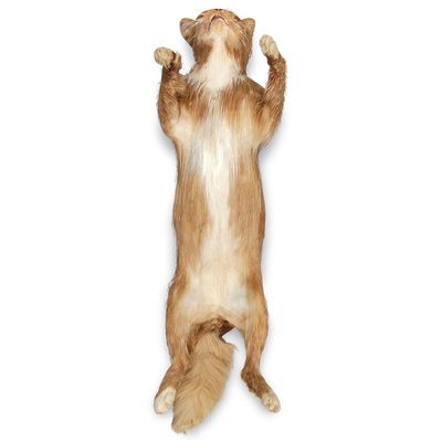 Carolinas Perfect Solution® Cat, 18