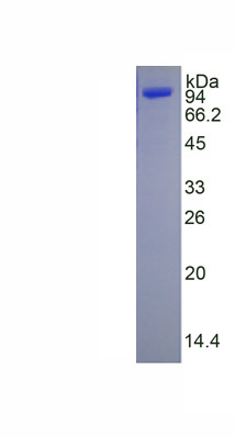 Figure. SDS-PAGE