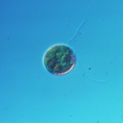 Chlamydomonas, Living