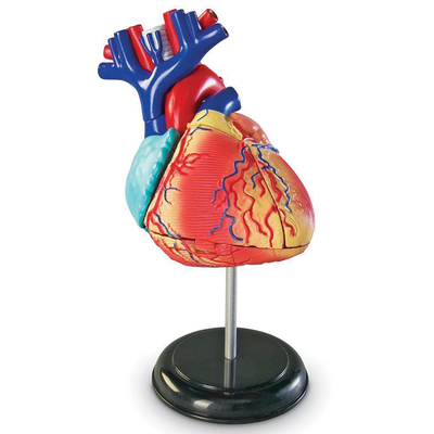 Human Anatomy Heart Model