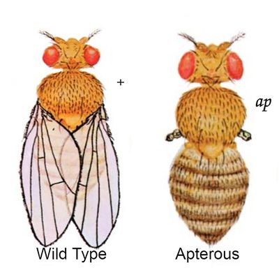 Drosophila, Living, brown, Chromosome 2 Mutant, Vial of 2530