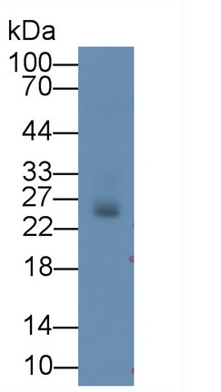Western Blot; Sample: Mouse Colon lysate Primary Ab: 2µg/ml Mouse Anti-Mouse DTYMK Antibody Second Ab: 0.2µg/mL HRP-Linked Caprine Anti-Mouse IgG Polyclonal Antibody (Catalog: SAA544Mu19)