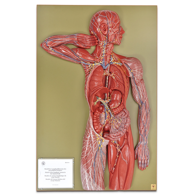 Somso® Human Lymphatic System Model