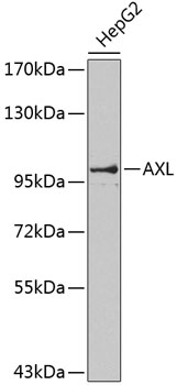 Anti-AXL Antibody