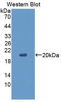 Western Blot; Sample: Recombinant protein.