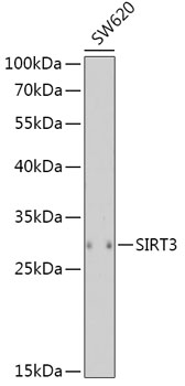 Anti-SIRT3 Antibody