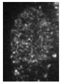 Anti-HP1 beta Antibody