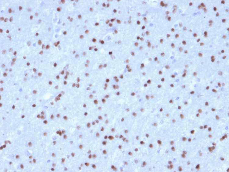 Anti-OLIG2 Antibody [OLIG2/2400] - BSA and Azide free