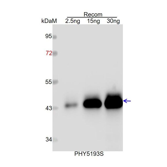 Ssl0452 / Anti-Phycobilisome Degradation Protein NblA Homolog 1 Antibody