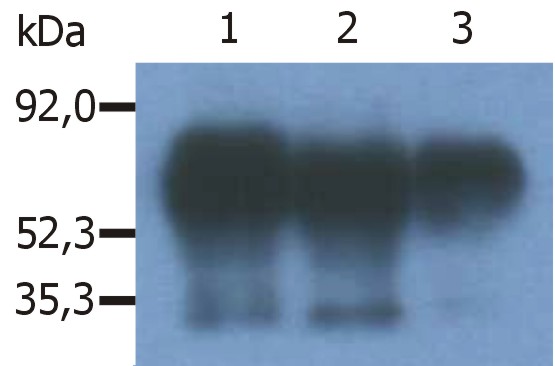 Anti-PAG1 Antibody [PAG-C1]