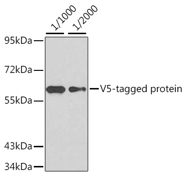 Anti-V5 Tag Antibody
