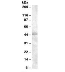 Western blot testing of HeLa lysate with MBNL1 antibody at 1ug/ml. Predicted molecular weight: ~42kDa.