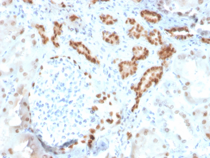 Anti-PAX8 Antibody [ZR-1]