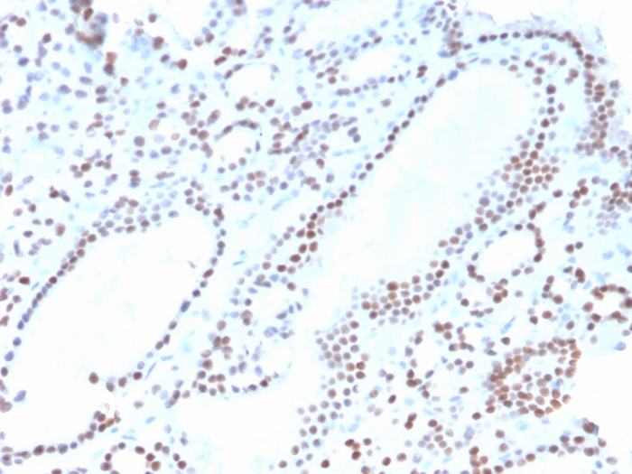 Anti-PAX8 Antibody [ZR-1]