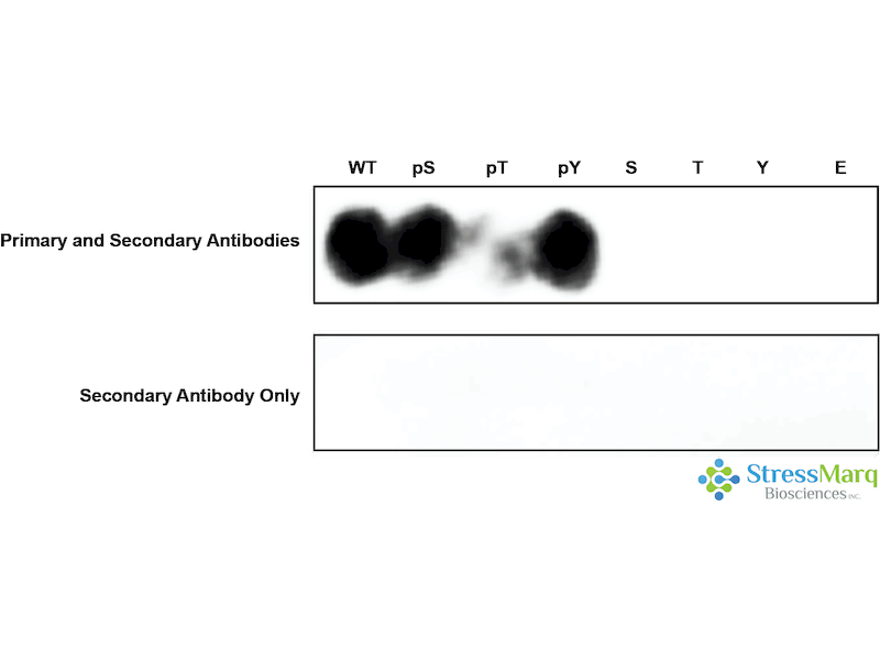 ErbB3 Antibody (pTyr1289): ATTO 594