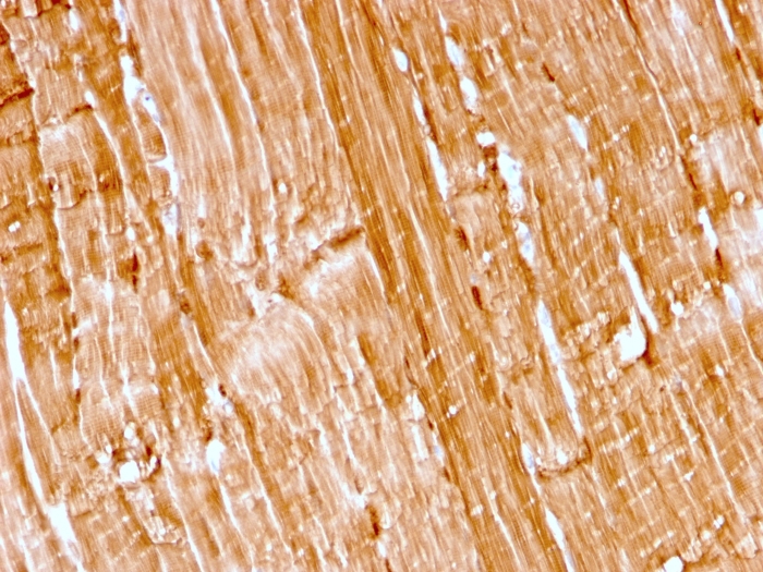Anti-Myoglobin Antibody [rMB/2105] - BSA and Azide free