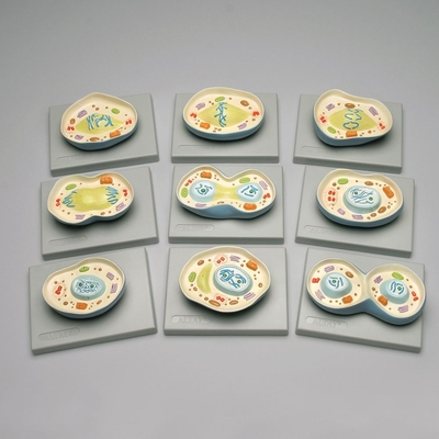 Altay Animal Cell Mitosis Model Set