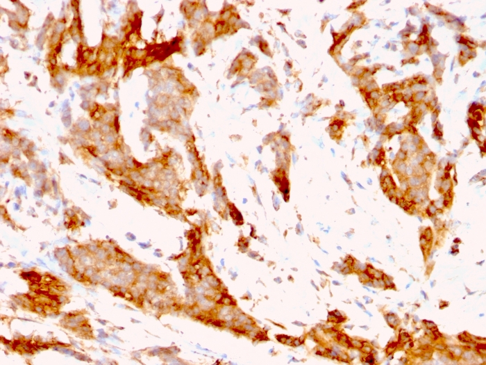 Anti-GRP94 Antibody [9G10.F8.2]