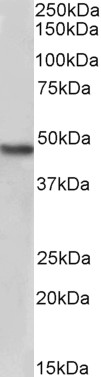 Anti-NDRG1 Antibody