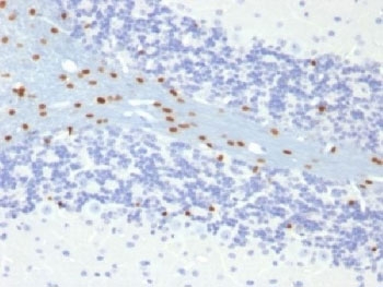 IHC testing of FFPE mouse brain with SOX10 antibody (clone SOX10/991). Required HIER: boil tissue sections in pH 9 10mM Tris with 1mM EDTA for 10-20 min followed by cooling at RT for 20 min. 
