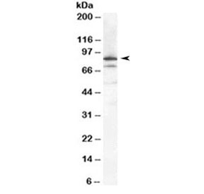 Western blot testing of HeLa cell lysate with Ku80 antibody at 0.1ug/ml. Predicted molecular weight 80~86kDa, both observed bands are blocked by the immunizing peptide.