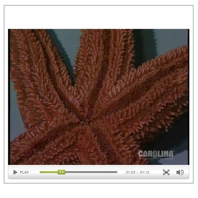 Starfish Anatomy: External Anatomy Video