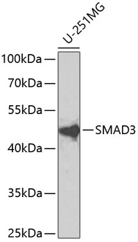 Anti-SMAD3 Antibody