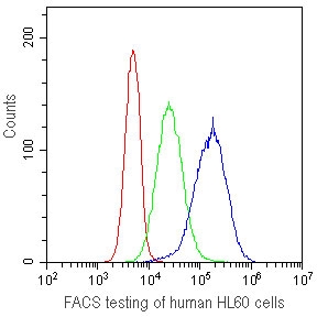 FACS testing of human HL60 cells with CD41 antibody at 1ug/10^6 cells. CD41 antibody (blue), isotype control (green), cells alone (red).